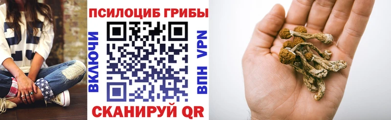 магазин продажи Узловая Псилоцибиновые грибы Psilocybine cubensis